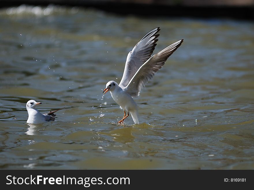 Sea gull which eats food in the water