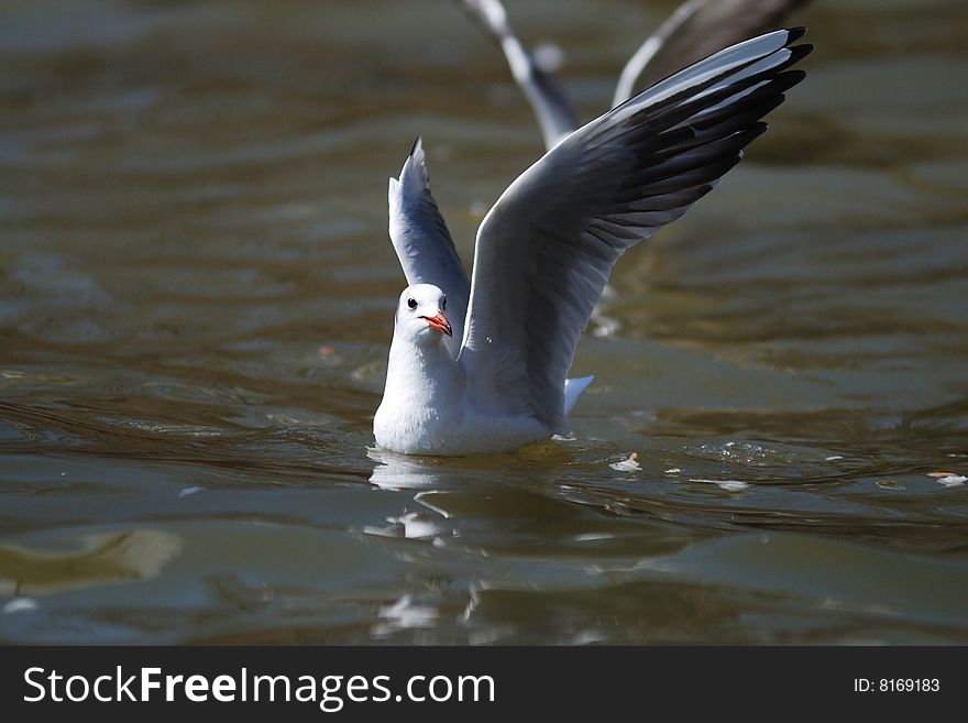 Sea gull which eats food in the water