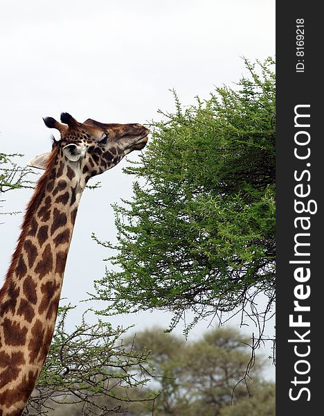 Giraffe - African mammal, the tallest of all land-living animal species, and the largest ruminant. Giraffe - African mammal, the tallest of all land-living animal species, and the largest ruminant.