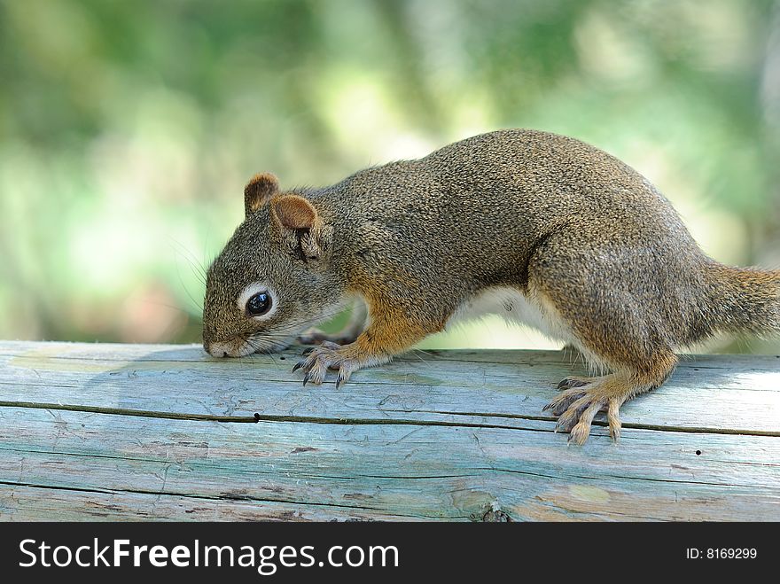 Squirrel chewing on a log