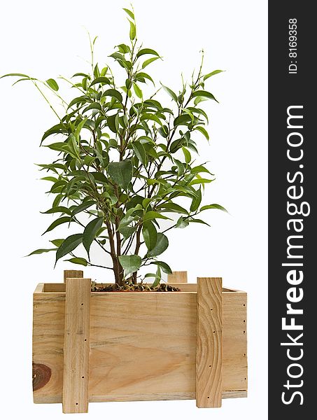 Ornamental plant in a wooden box. Ornamental plant in a wooden box