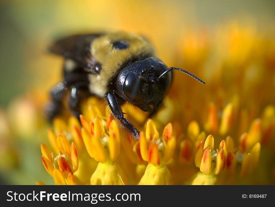 A bumblebee (Bombus spp.) moves across the blooms of a butterfly milkweed (Asclepias tuberosa) in my daughter's butterfly garden. A bumblebee (Bombus spp.) moves across the blooms of a butterfly milkweed (Asclepias tuberosa) in my daughter's butterfly garden.