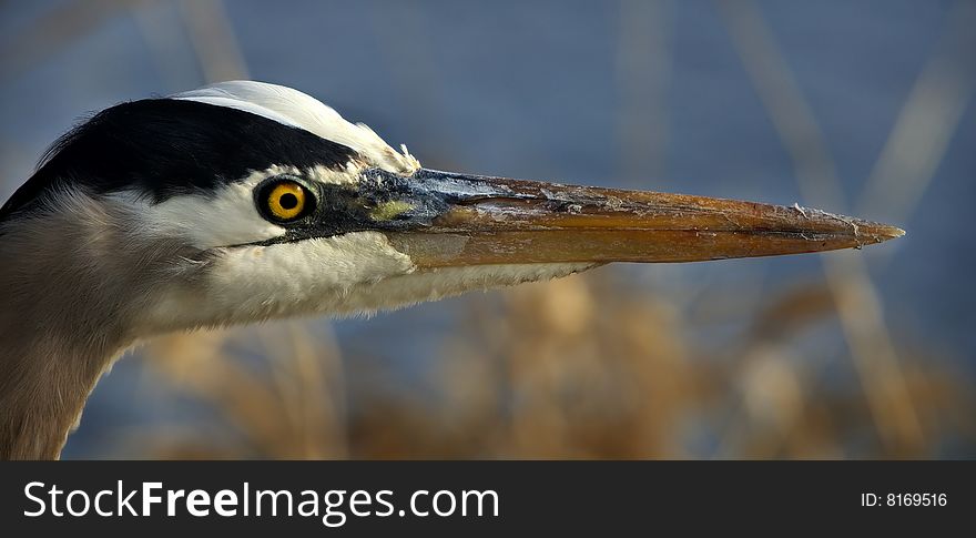 A great blue heron (Ardea herodias) stalks the edge of the wetlands in the Ridgefield National Wildlife Refuge on the lower Columbia River in southwestern Washington. A great blue heron (Ardea herodias) stalks the edge of the wetlands in the Ridgefield National Wildlife Refuge on the lower Columbia River in southwestern Washington.