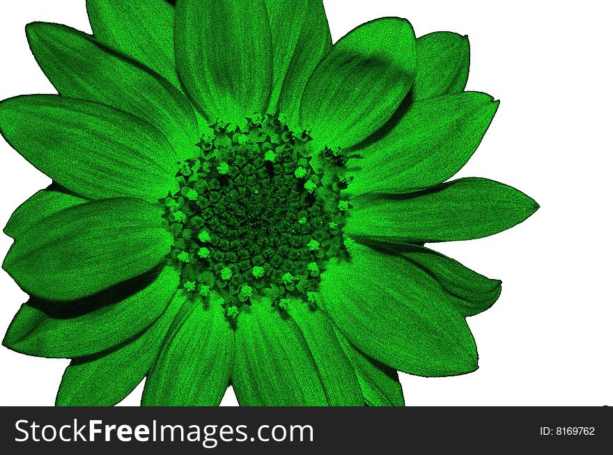 Flower of the sunflower green, on white background