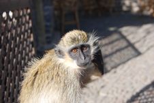 Monkey - Cape Verde - Africa Royalty Free Stock Photography Monkey - Cape Verde - Africa Royalty Free Stock Photography