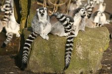 Group Of Ring-tailed Lemurs Sitting On A Rock Royalty Free Stock Images Group Of Ring-tailed Lemurs Sitting On A Rock Royalty Free Stock Images