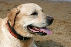 Portrait Labrador Retriever Stock Photos Portrait Labrador Retriever Stock Photos
