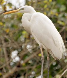 White Heron Royalty Free Stock Image