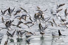 Gulls Flying Stock Images