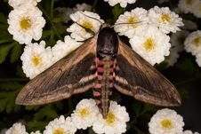 Privet Hawkmoth Royalty Free Stock Photos