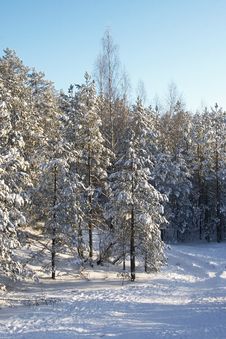 Winter Forest Royalty Free Stock Image Winter Forest Royalty Free Stock Image
