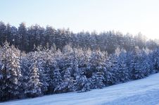 Winter Forest Stock Photo Winter Forest Stock Photo