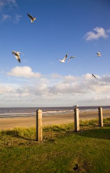 Seagulls Flying Stock Photography