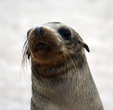 Galapagos Sea Lion Royalty Free Stock Photo