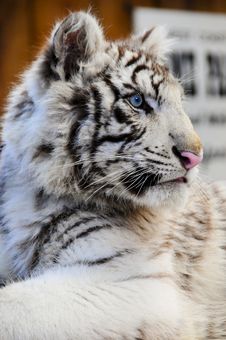 Close Up Of A White Tiger Cub Royalty Free Stock Images