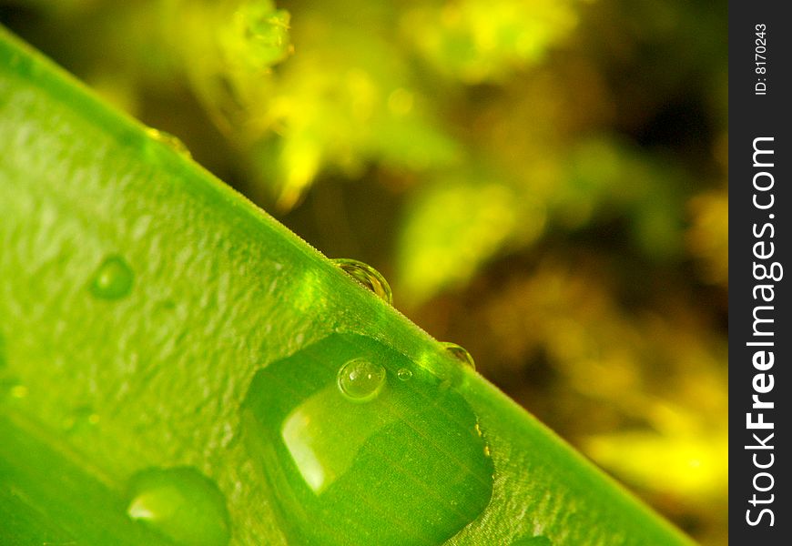 Close-up leaves with drops - abstract natural background.