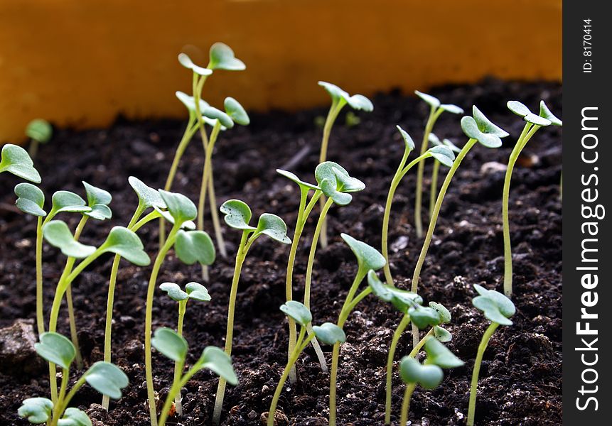 Seedlings on ground with light