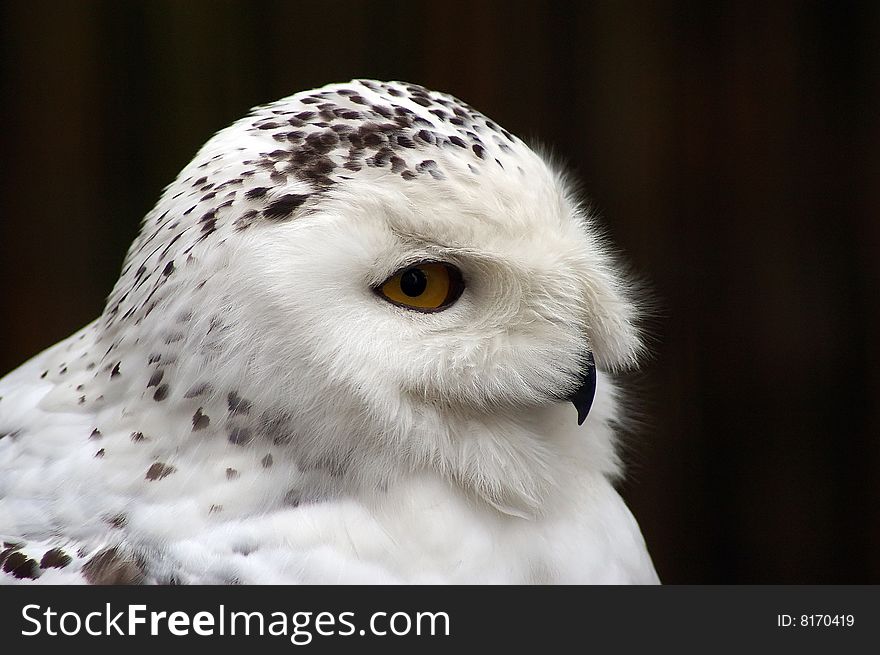 Snowy Owl portrait ( Nyctea scandiaca ). Snowy Owl portrait ( Nyctea scandiaca )