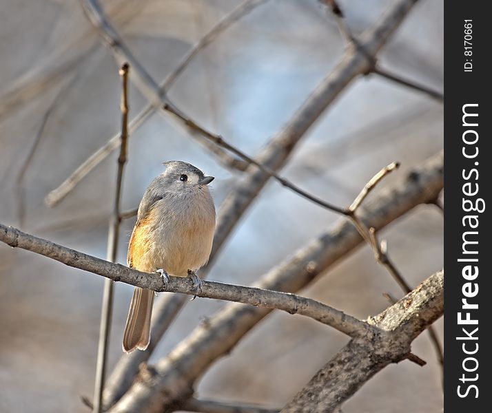 Tufted titmouse perched on a tree branch