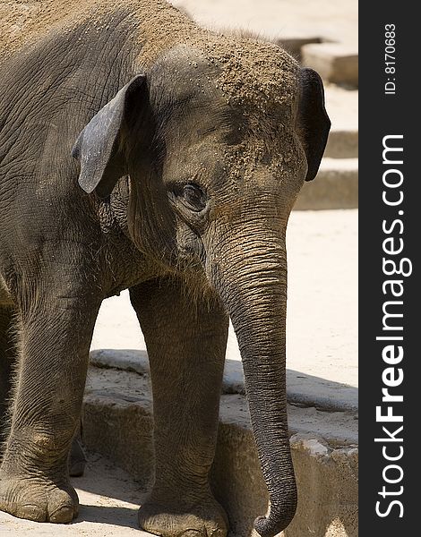 Cute image of a baby elephant