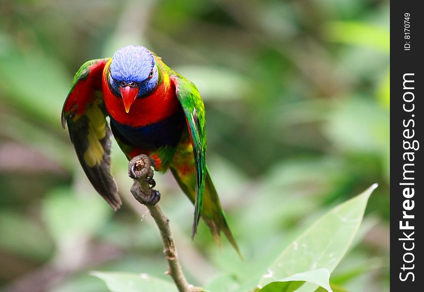 The Rainbow Lorikeet, Trichoglossus haematodus is a species of Australasian parrot found in Australia, eastern Indonesia, Papua New Guinea, New Caledonia, Solomon Islands and Vanuatu.