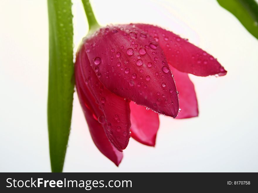 A beautiful pink tulip with rain drops. A beautiful pink tulip with rain drops.