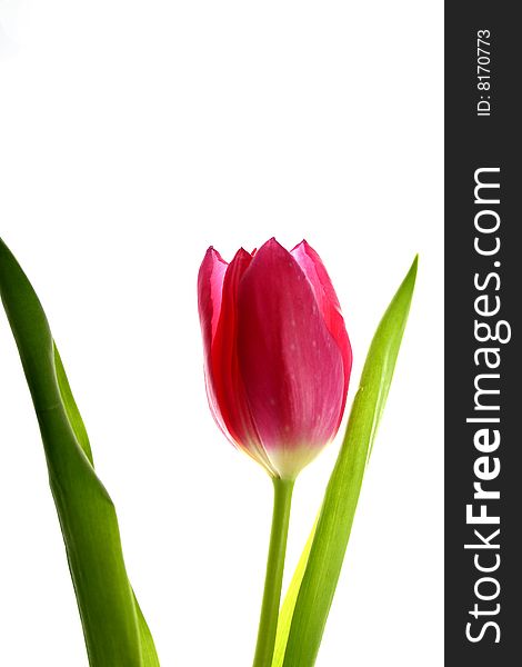 A beautiful pink isolated tulip with stem and leaves.