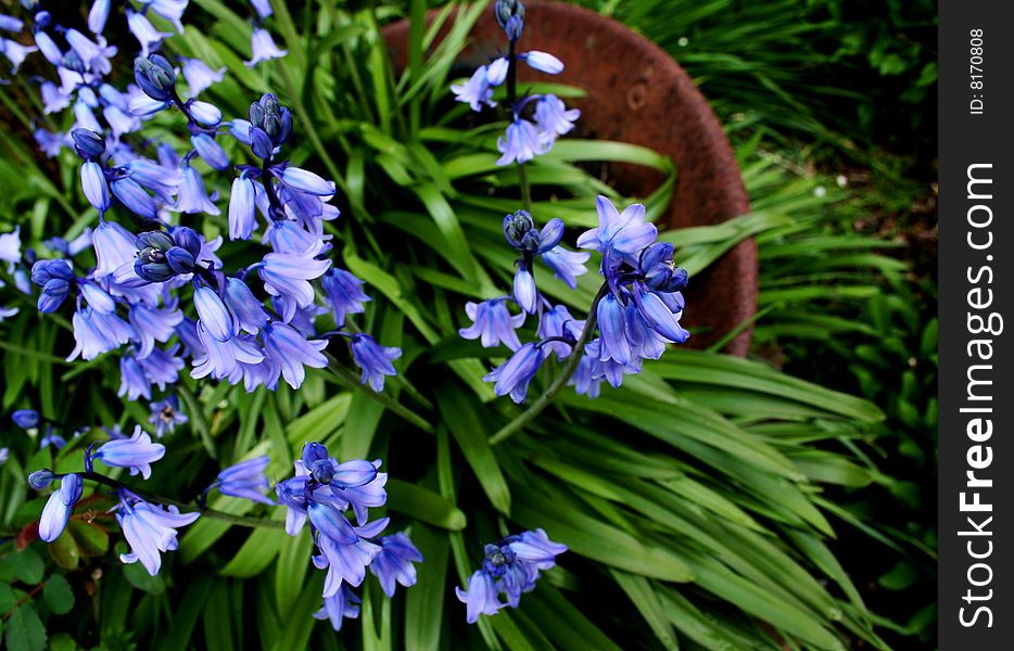 Pot of springtime happiness in the garden. Pot of springtime happiness in the garden