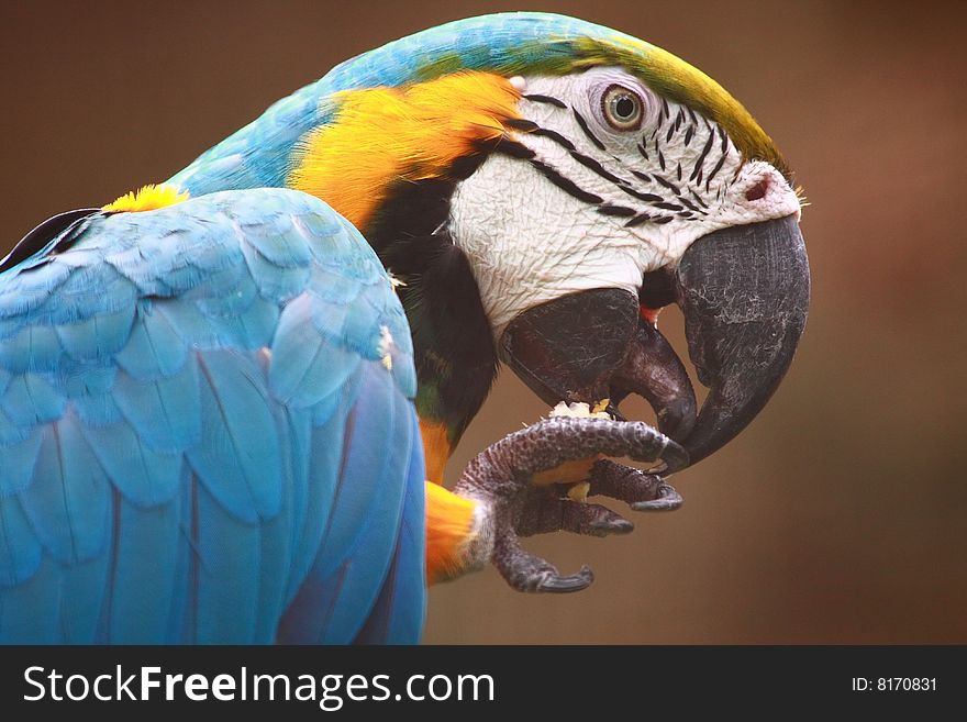 The Blue-and-yellow Macaw (Ara ararauna), also known as the Blue-and-gold Macaw, is a member of the group of large Neotropical parrots known as macaws.