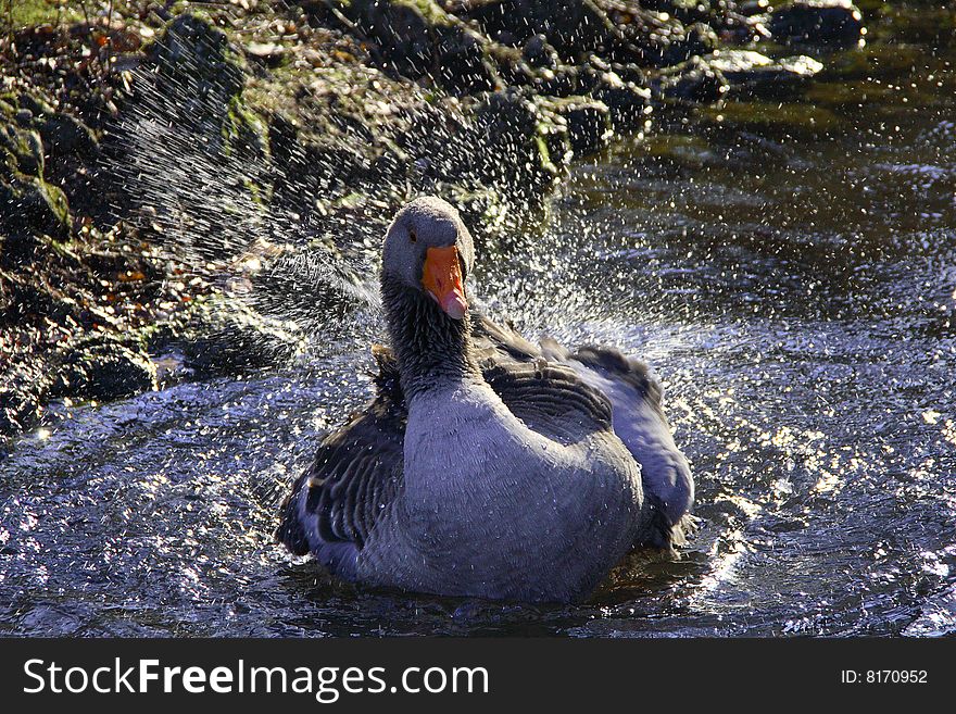 The wild goose is the bath in the pond