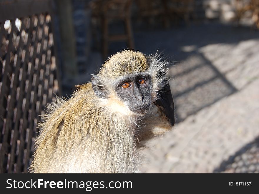 Monkey on Sao Tiago Island - Cabo Verde. Monkey on Sao Tiago Island - Cabo Verde