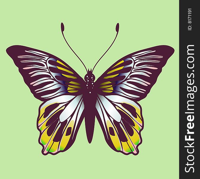 Vector Illustration of detailed Brightly coloured butterfly.