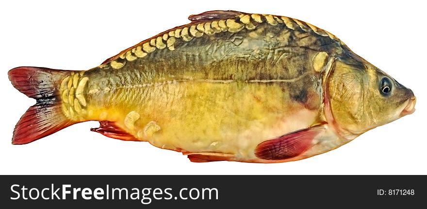 Fresh mirror carp is a carp without a scale