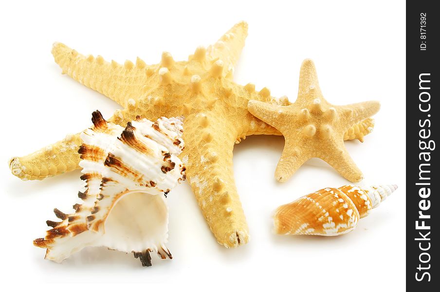 Set of sea cockleshells isolated on a white background