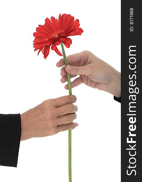 Two female hands holding a flower on white background. Two female hands holding a flower on white background