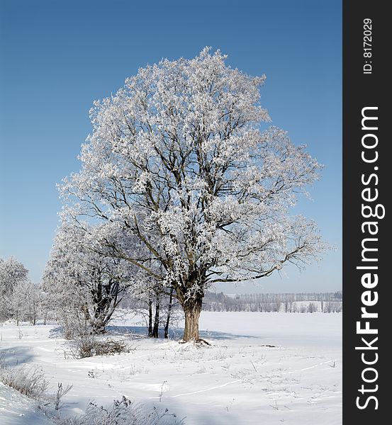 Winter day, beautiful hoarfrost and rime on trees. Winter day, beautiful hoarfrost and rime on trees.