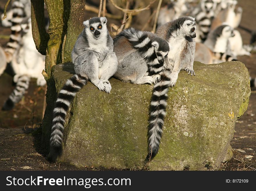Animals: Group of ring-tailed lemurs sitting on a rock