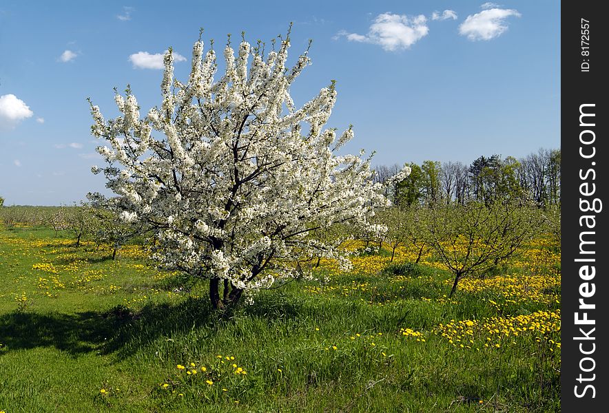 Apple tree blossom