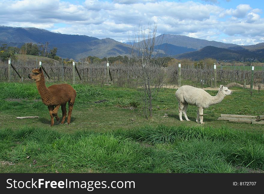 Opposed - a pair of alpacas in lush green paddock with vineyard behind. Opposed - a pair of alpacas in lush green paddock with vineyard behind