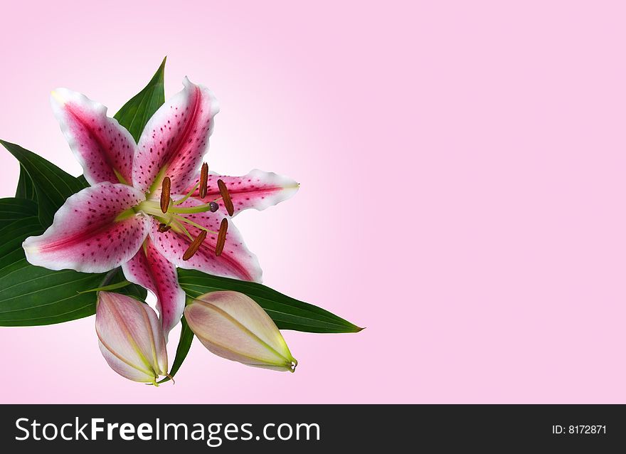 Lilies isolated on rose background. (card, flower, leaf)