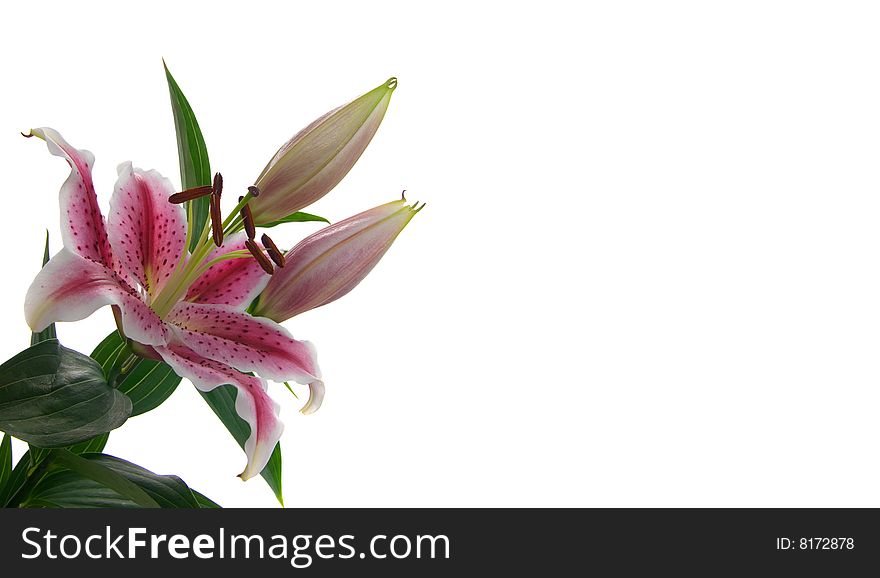 Lilies isolated on white background. (card, flower, leaf)