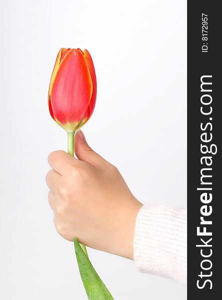 A tulip on girl's hand. isolated on white. A tulip on girl's hand. isolated on white.