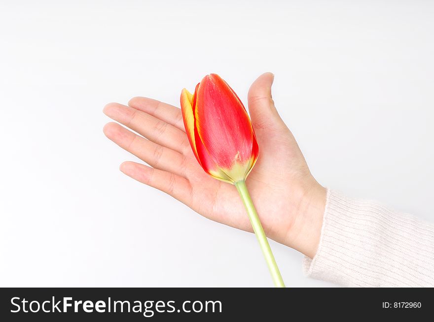 A tulip on girl's hand. isolated on white. A tulip on girl's hand. isolated on white.