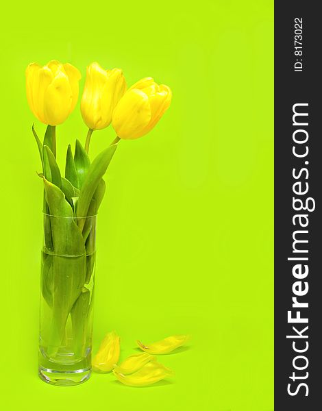 Yellow tulips in the vase over the green background