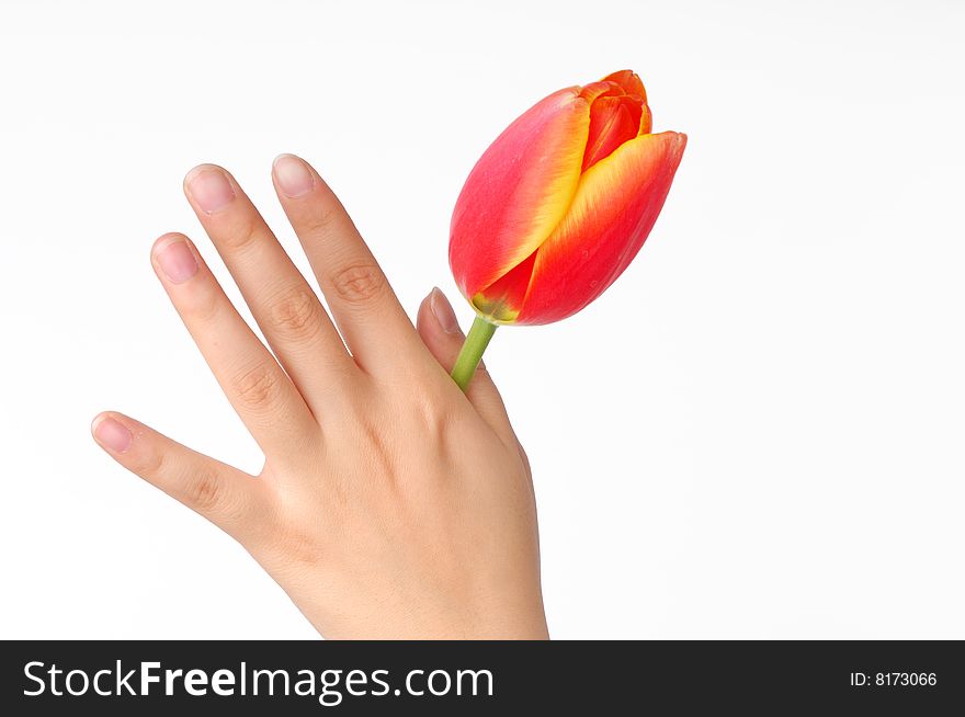 A tulip on girl's hand. isolated on white. A tulip on girl's hand. isolated on white.