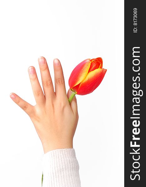 A tulip on girl's hand. isolated on white. A tulip on girl's hand. isolated on white.