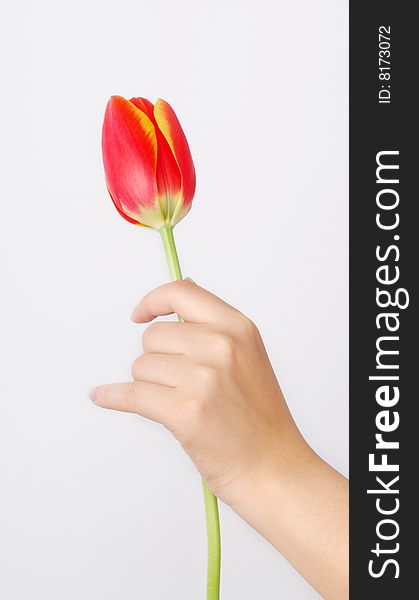 A tulip and girl's hand. isolated on white. A tulip and girl's hand. isolated on white.