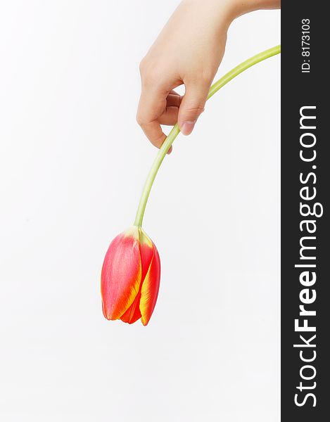 A tulip on girl's hand. isolated on white. A tulip on girl's hand. isolated on white.