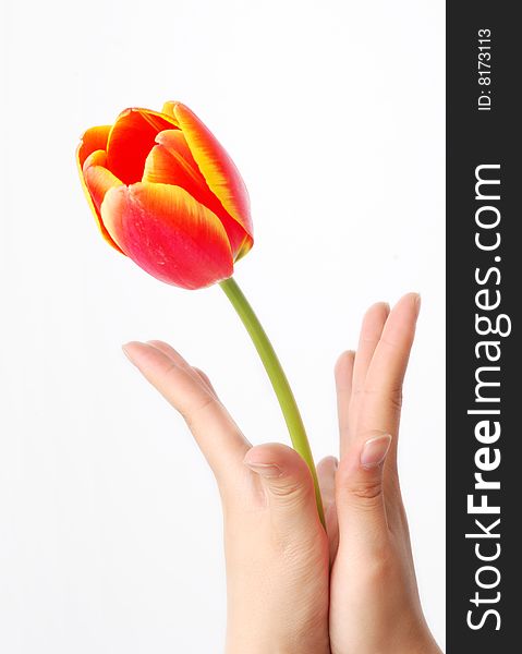 Tulip And Hand