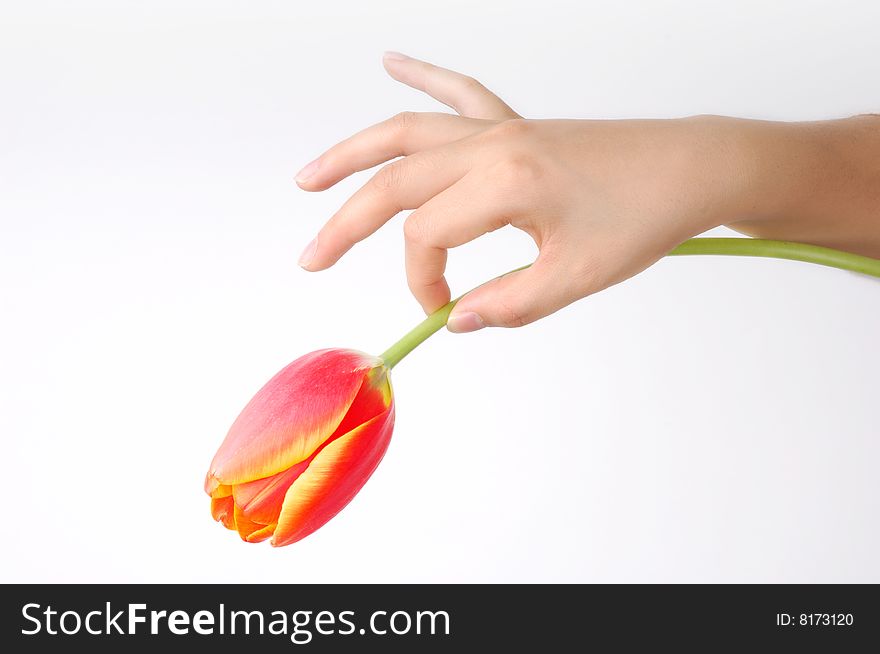 A tulip on girl's hand. isolated on white. A tulip on girl's hand. isolated on white.